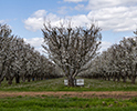Orchard Blossom 8